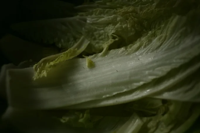 cabbage dog cuit