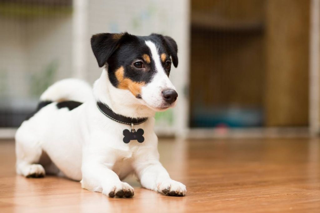 Pourquoi une médaille d&rsquo;identification reste indispensable pour un chien en 2026 ?