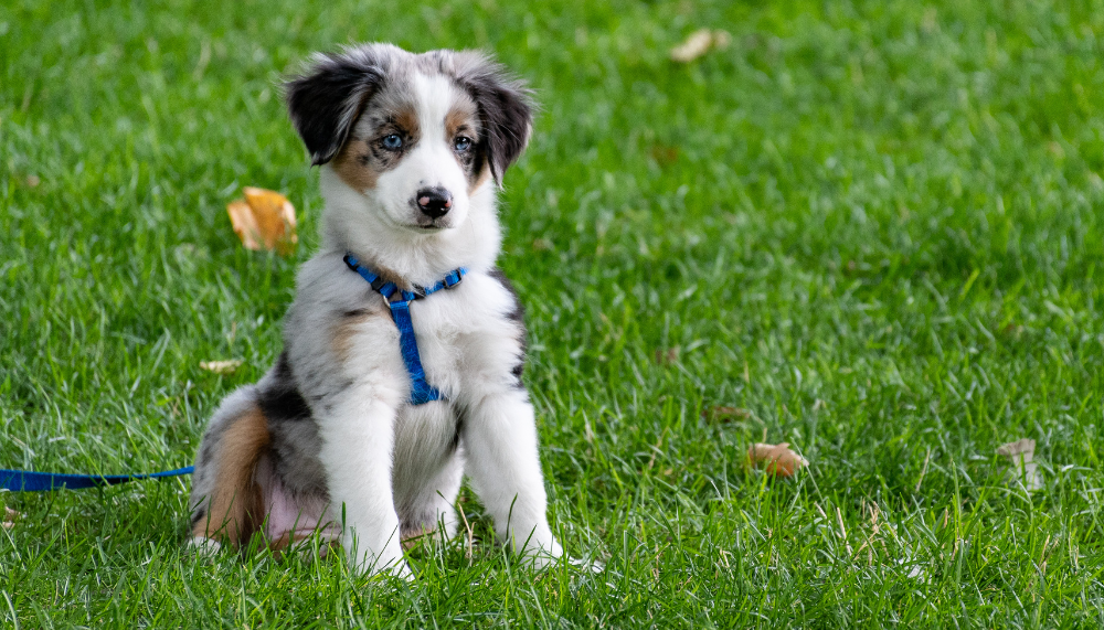 Phytothérapie pour chien : dans quelles situations peut-elle être envisagée ?