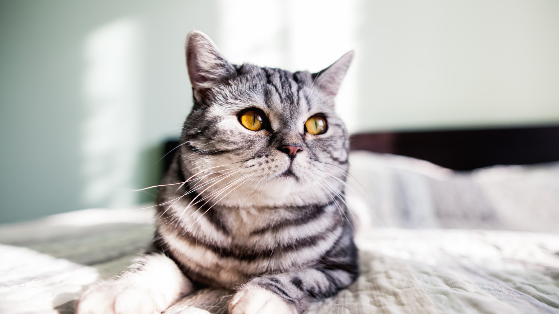 Alimentation du chat senior : quels besoins et quels aliments privilégier ?