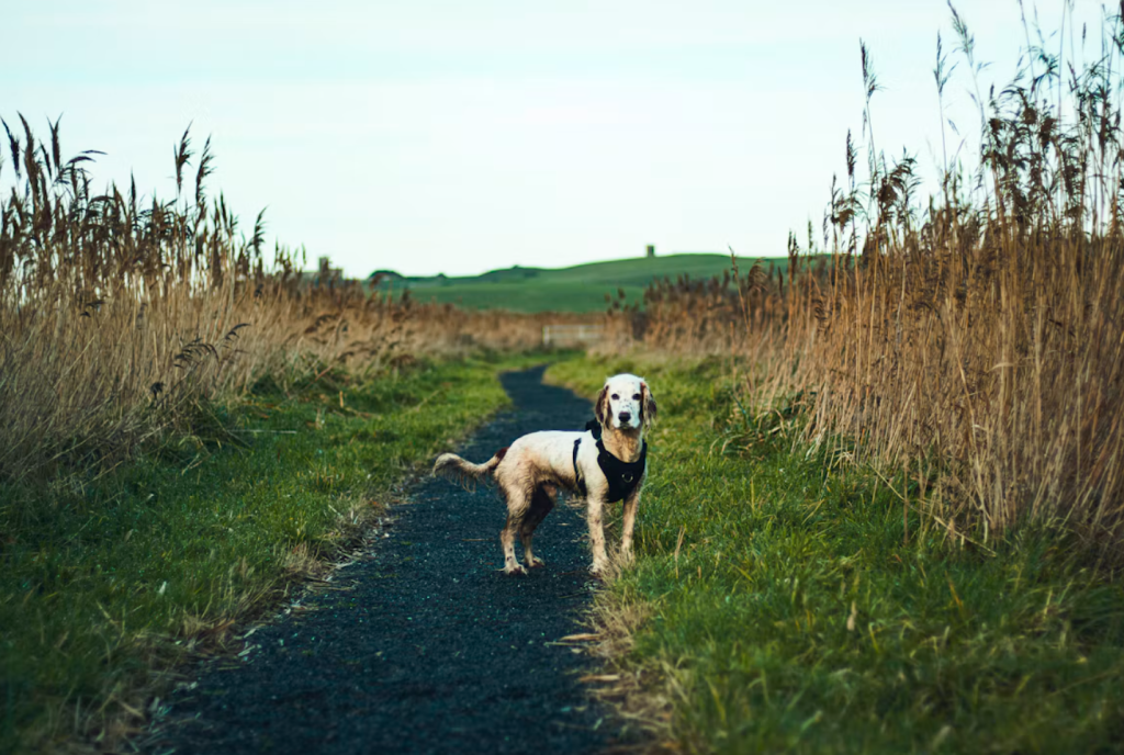 Harnais : peut-on le laisser à son chien toute la journée ?