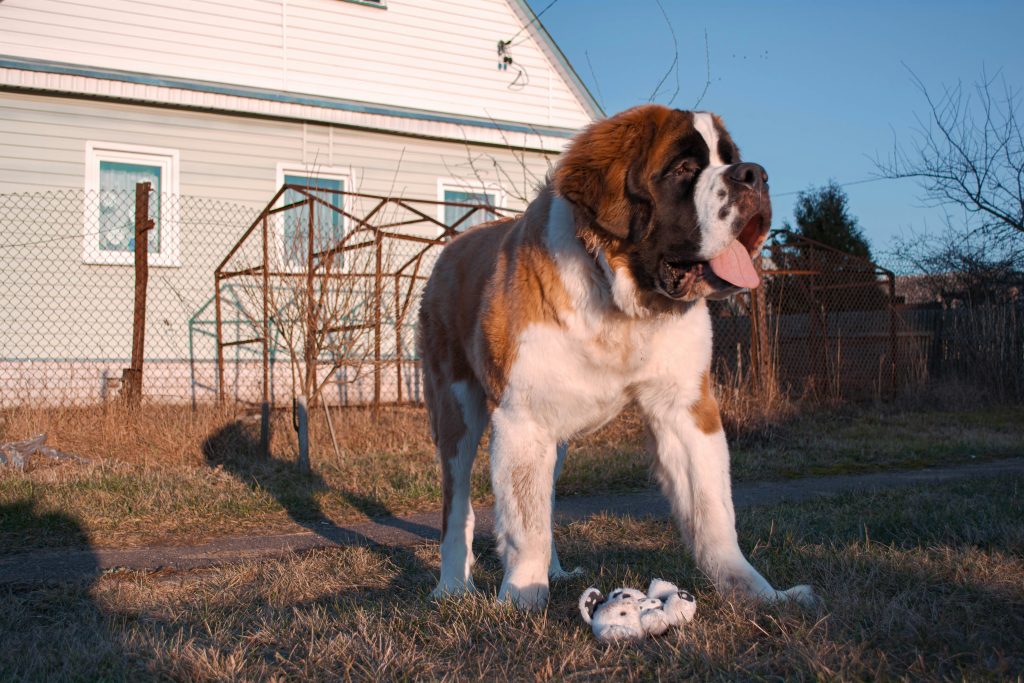 Un gros chien a-t-il forcément besoin d’une mastication plus résistante ?