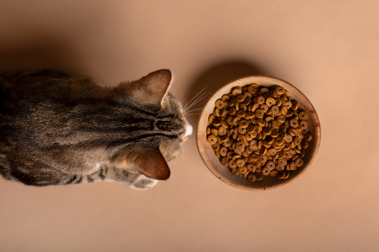 Vue d'un chat mangeant de la nourriture dans un bol